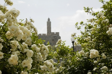 This photo of the Holy Land - specifically, the David Tower seen through a mass of blooming roses in the city of Jerusalem - was taken by Shlomit Wolf of Jerusalem.